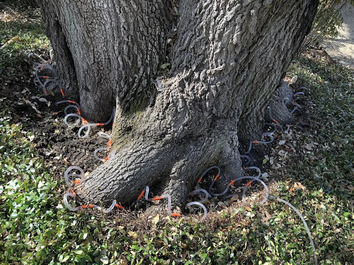 Detailed Tree Cabling and Bracing job site in Glen Haven