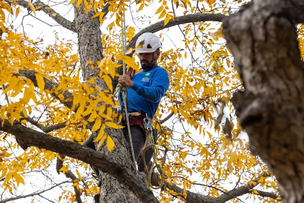 Skilled Tree Planing crew working in Glen Haven
