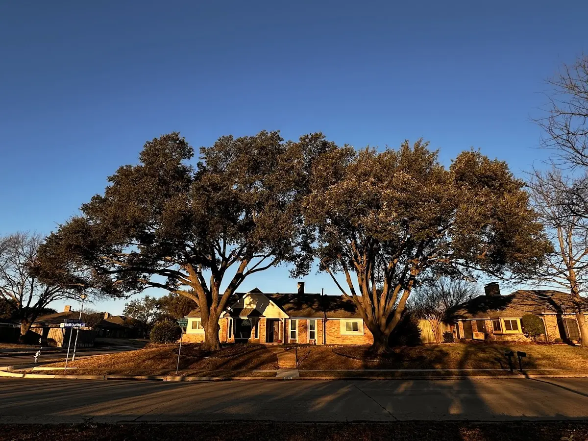Established residential canopy tree shading a home in Glen Haven